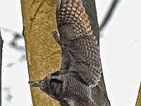 MMB 2735 hogeugle  1cm før landing med musen !